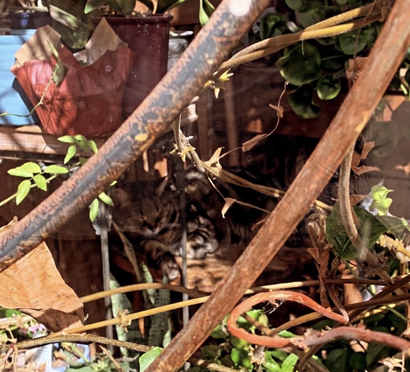 A cat dozing inside a plant-filled storefront